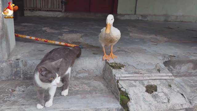 Пекинский селезень Тимур и его кошки 🥰 серия (77)