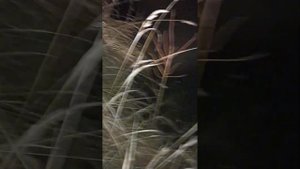 Добыл бобра 🦫  стрелял картечью в голову.