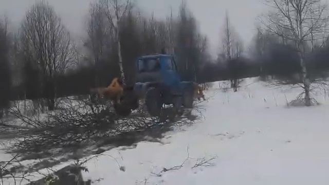 Выкорчевка деревьев быстрым способом :)