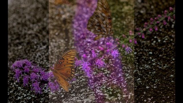 Из Казахстана в США наше путешествие на Кий Вест, США смотреть онлайн