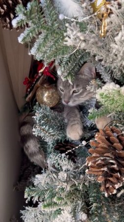 Кот разбирает елку 🐱