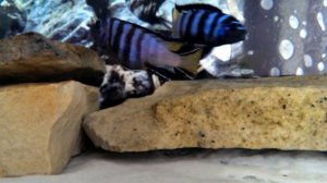 Pseudotropheus elongatus mpanga