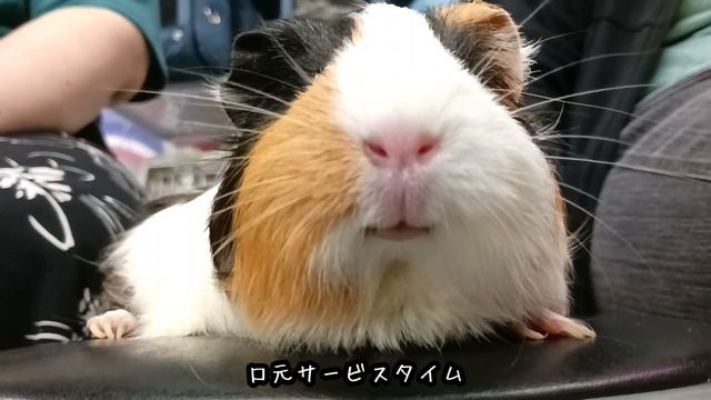 飼い主さんと一緒に人間用のイスにドヤ顔で座るモルモット