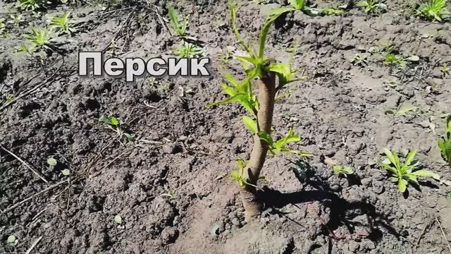 Что стало с саженцами персика, черешни и алычи. Продолжение смотреть онлайн