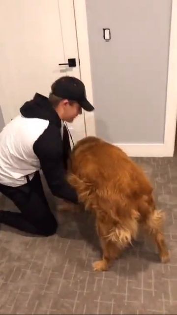 4x the weight she should be😅 #dog #foryourpage #tiktokdogs #virał #cute #watchthis #golden #d... смотреть онлайн