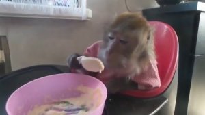 Ржачная обезьяна кушает кашу