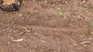 самый лучший способ посадки картофеля! сажаю только так!!!