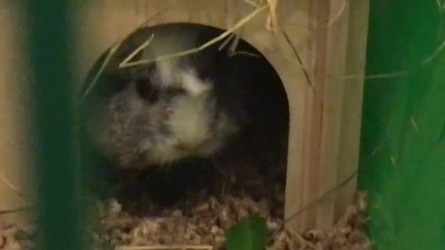 Марси морська свинка смотреть онлайн