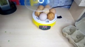 Закладка яиц в мини инкубатор. Первый день инкубации.