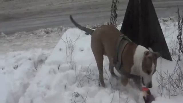 (Tret-Style) Нэги, Джульетта, Лорд, Мотя, Скуби-ду смотреть онлайн