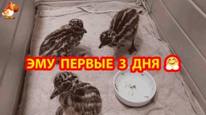 Эму вылупляются и первые 3 дня жизни страусят Эму ❣️🤗😍