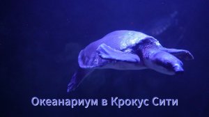 Океанариум в Крокус Сити