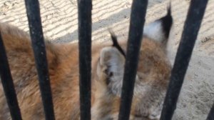 Рысенок хочет чтобы его погладили