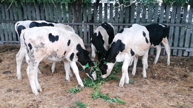 Сдал двух бычков