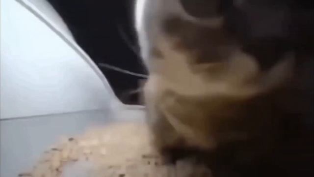 Чипи Чипи Чапа Чапа 1 час смотреть онлайн