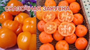 Сказочные сорта томатов серии СКАЗОЧНЫЙ КЛЕВЕРХОФ