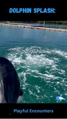 Dolphin Splash: Playful Encounters #dolphin #dolphinlove #oceanlife #shorts