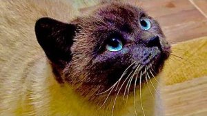 Новый Кеша сегодня своим криком ДОВЕЛ ВСЕХ, и людей и кота Басика и попугаев!!!