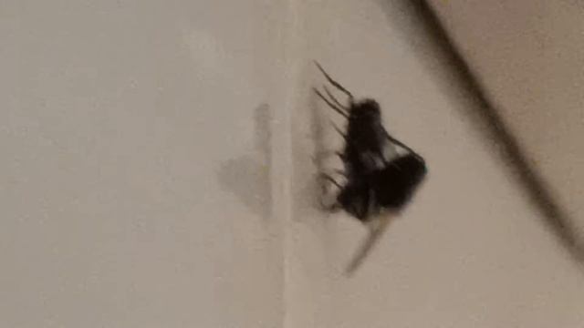 Безбашенные мухи смотреть онлайн