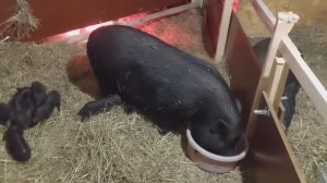ПОДАРОК 🎁 от второй ХРЮШИ 🐷. Уже жданный НЕЖДАНЧИК 😃😄😁