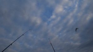 Поймал Чехонь. Подлещик. Рыбалка на реке Луга.