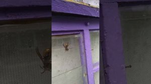 Шершень ест пчелу