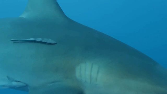 Jupiter Shark dive Jan 29 2023