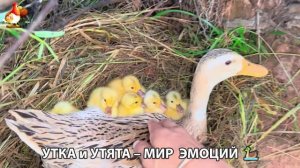 Утка и Утята – мир нежных эмоций 🦆🤗❣️часть (16)