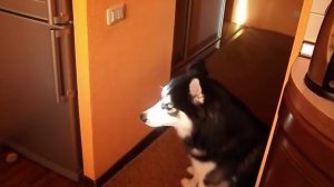 СОБАКА ХАСКИ ПОЕТ КАК ОПЕРНЫЙ ПЕВЕЦ