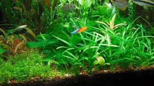 Эхинодорус мелкоцветный тропика Echinodorus parviflorus Tropica