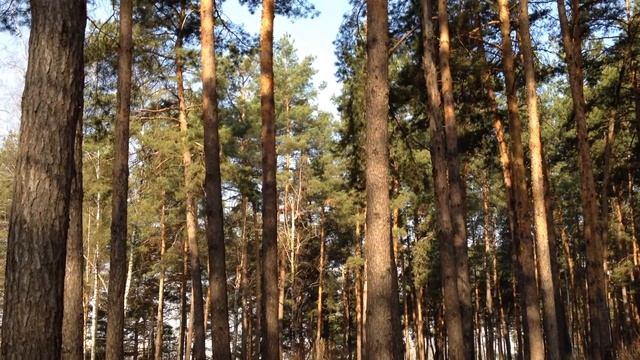 Тихий лес смотреть онлайн