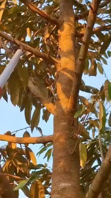 เลื่อยตัดต้นไม้กิ่งสูง เสายืดไสลด์ 3 เมตร แข็งแรง คม ตัดแต่งต้นไม้ง่าย смотреть онлайн