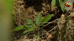 Хайвонот Олами Хакида Энг Улкан Захарли Илон #илонлар хакида