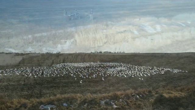 2000+- SNOW GOOSE DECOYS смотреть онлайн