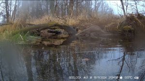 13.11.2024. Выдра. Заповедник "Большая Кокшага". Выдра в воде