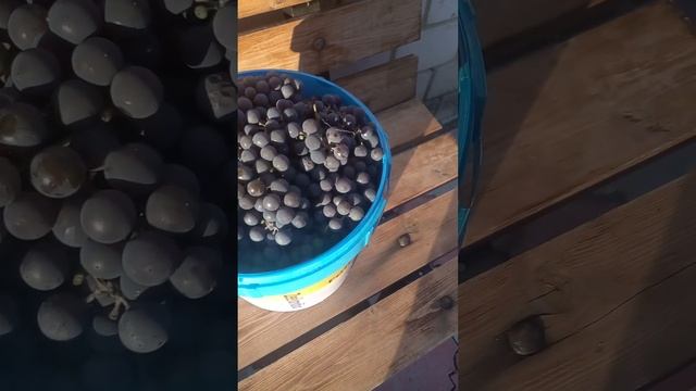 Урожай винограда Изабелла - 2022 смотреть онлайн