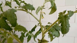 Томаты для раннего урожая. Сравнительный обзор на 15 апреля.