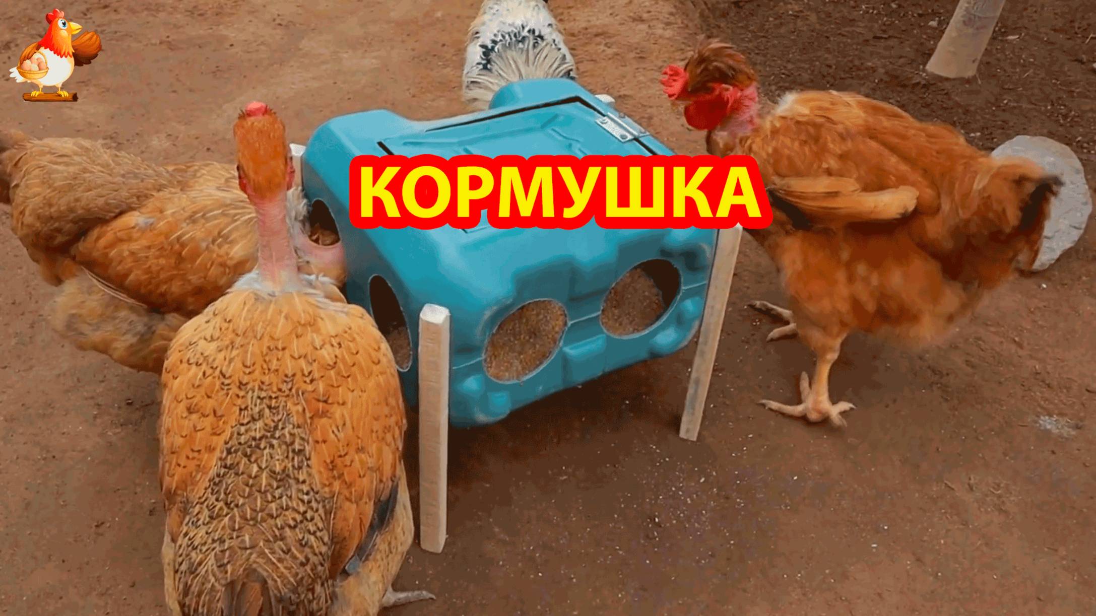 Кормушка курам несушкам на улицу из канистры закрытая на ножках 🤗😍💦