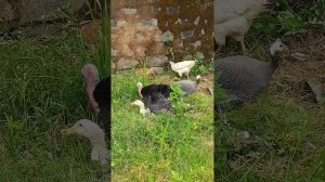 Bronze turkey mating with duck