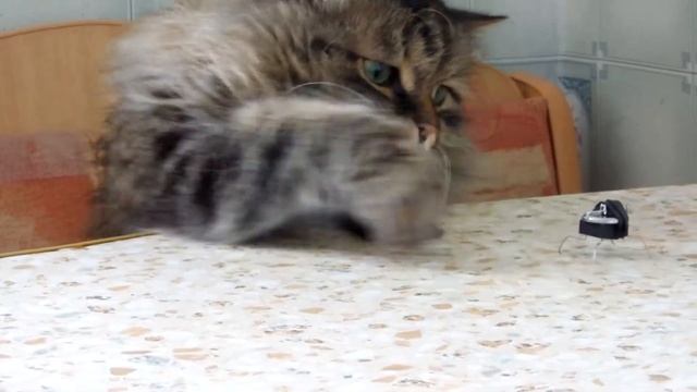 кот и вибро жук смотреть онлайн