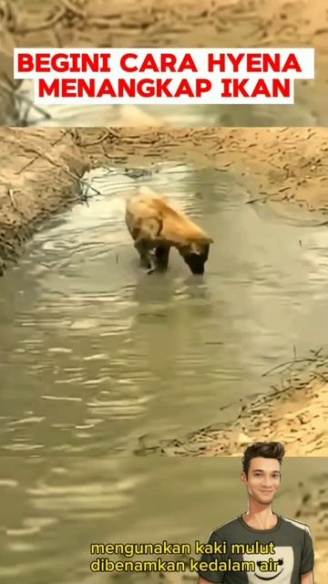 Begini Hyena Menangkap Ikan #shorts #viral #animals