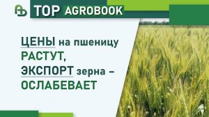 Цены на пшеницу растут, экспорт зерна – ослабевает | TOP Agrobook: обзор аграрных новостей