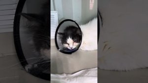 Пуша, операция на глазки