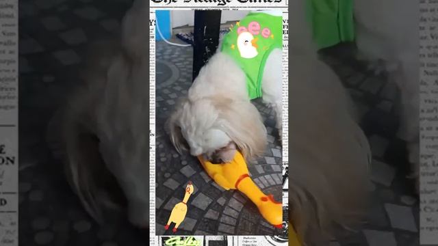 Our Pet playing with Interactive Squeaky Dog Toy #rubberchicken смотреть онлайн