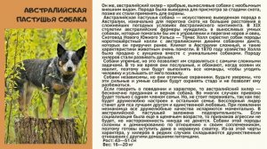 Австралийская пастушья собака