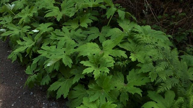 Your Piggy Purpose // Weight Gain Hypnosis смотреть онлайн