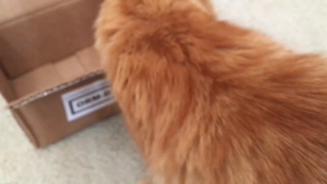 Cinnabon sneezing and interesting items unboxing смотреть онлайн