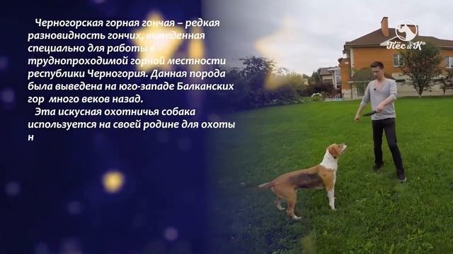 Дмитрий Нестеров о собаках программе Dog Star смотреть онлайн