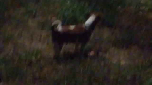 Некогда не ходи гулять в 3 часа ночи!!!!(Говорящая собака Таки) смотреть онлайн