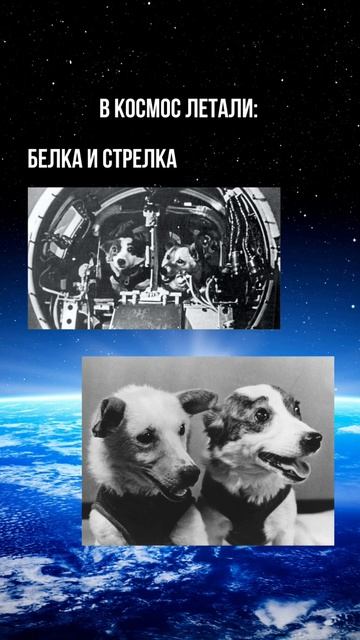 #космос #белкаистрелка #собаки #животные #длядетей #детям смотреть онлайн